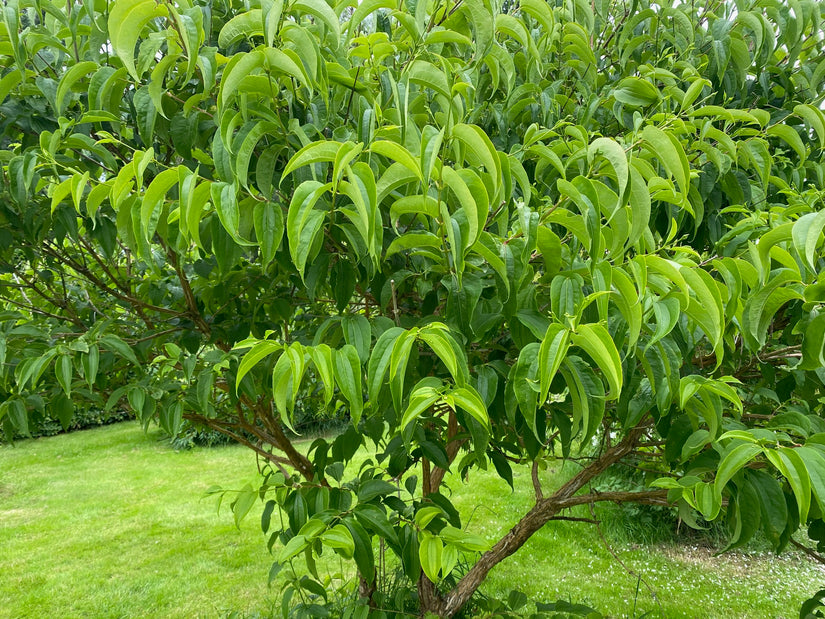 Sieben-Söhne-Baum - Heptacodium miconioides 175-200 cm