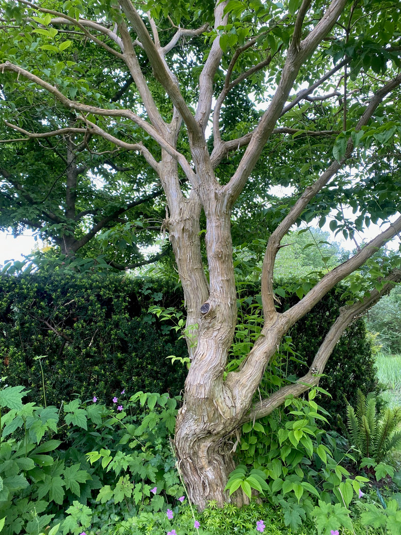 Sieben-Söhne-Baum - Heptacodium miconioides 175-200 cm