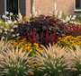 zilverkaars actaea brunette met Duizendknoop 'Persicaria' blackfield

Gele Zonnehoed 'Rudbeckia'

Lampenpoetsersgras 'Pennisetum' hameln

Herfstanemonen wit in border met speelse groepjes