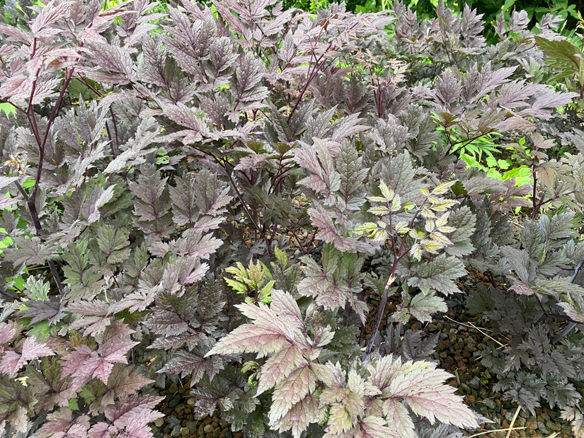 Traubensilberkerze - Actaea/Cimicifuga simplex 'Pink Spike'