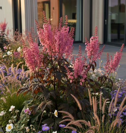 Traubensilberkerze - Actaea/Cimicifuga simplex 'Pink Spike'