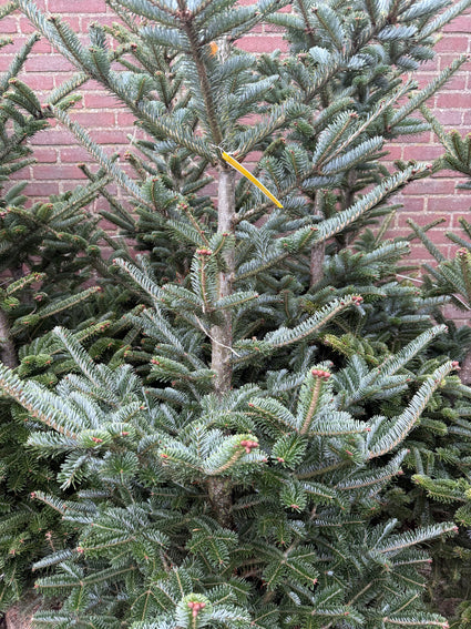 Echter Weihnachtsbaum - Koreanische Silber-Tanne - Abies koreana mit Wurzelballen