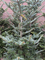 Echter Weihnachtsbaum – Silbertanne (Abies fraseri) mit Wurzelballen