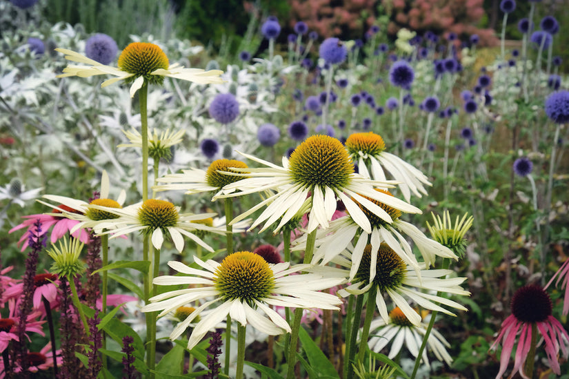 Sonnenhut - Echinacea purpurea 'Kim's Mop Head'