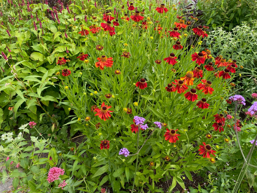 Bio-Sonnenkraut – Helenium „Moerheim Beauty“ TIPP