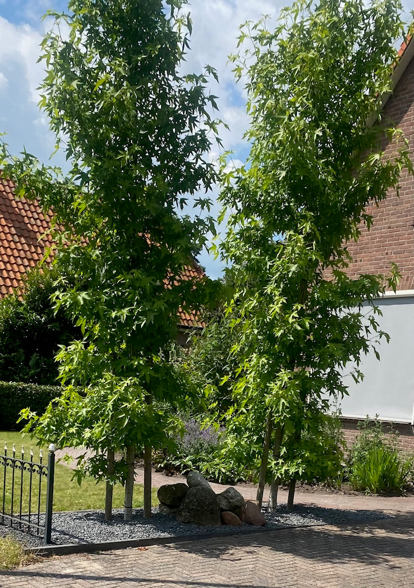 smalle amberboom in voortuin blokkeert zichtlijnen in huis