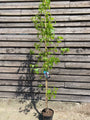 Amberbaum - Liquidambar styraciflua