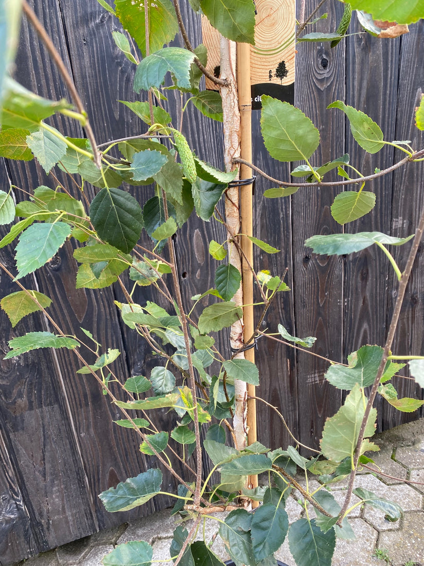 Weiße Himalaya-Birke - Säulenbaum Betula utilis jacquemontii