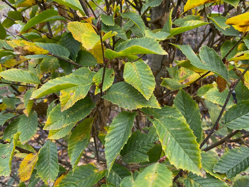 Säulenbuche - Carpinus betulus 'Fastigiata' 250-300 cm gefiedert