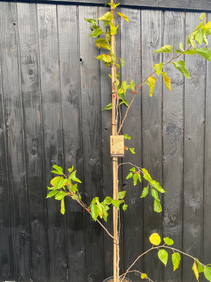 zuilvormige moerbeiboom  Morus rotundiloba 'Mojo Berry' met eetbare vruchten