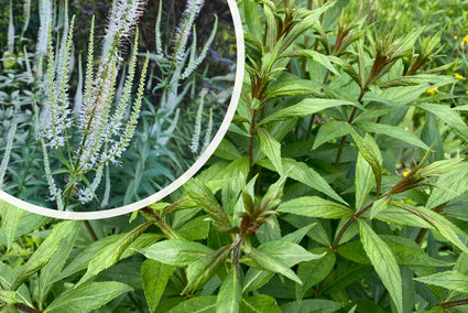 Schwarzer Ehrenpreis - Veronicastrum virginicum 'Album'