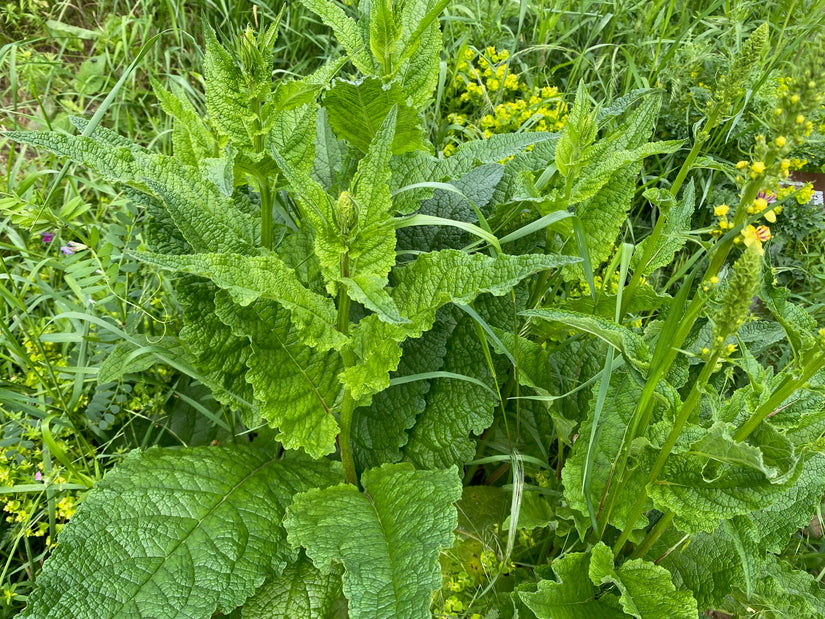 Schwarze Fackel - Verbascum nigrum