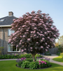 volgroeide zwarte vlier black lace meerstammig