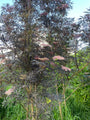 Schwarzer Holunder - Sambucus nigra 'Black Tower'