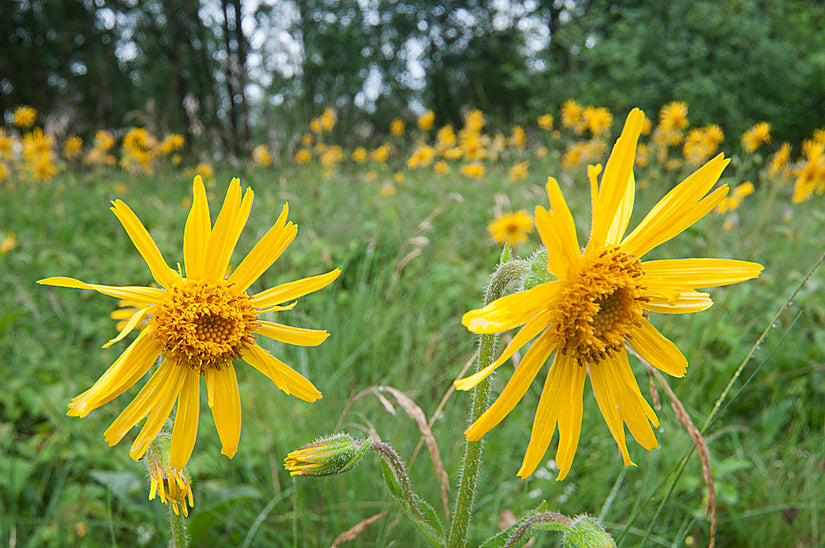 Valkruid tuinplanten inheemse