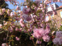 Klantfoto japanse sierkers tuinplanten boom