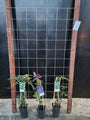 105cm breed en 180cm hoog - i.c.m. hardhout palen (advies: 3 klimplanten per trellis)