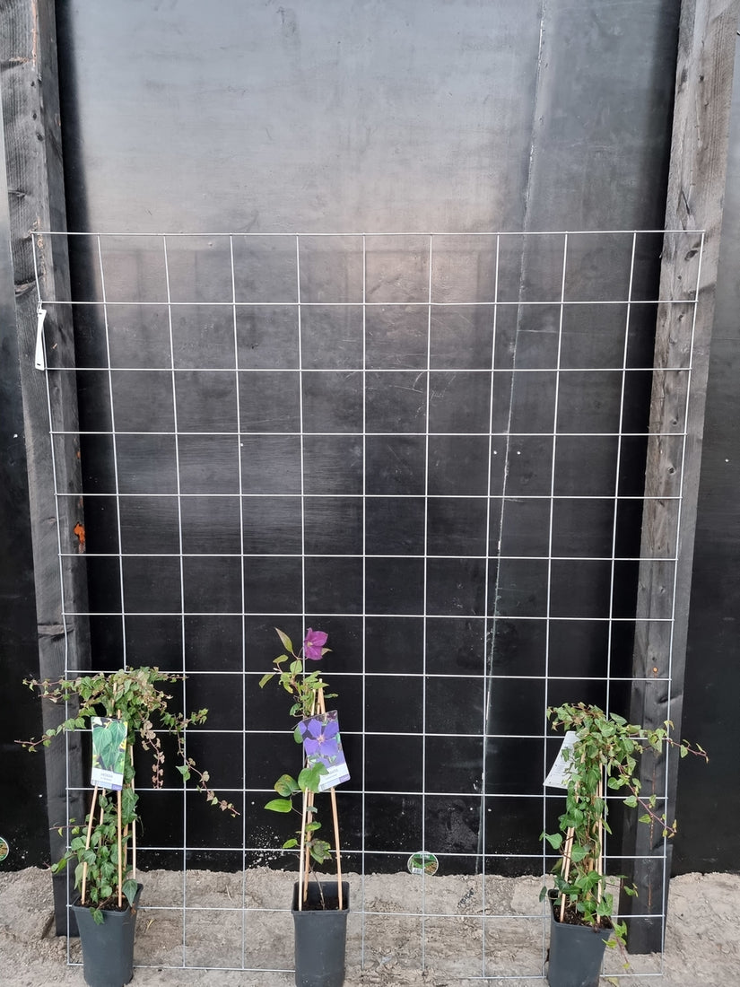 150cm breed en 180cm hoog - i.c.m. zwarte palen (advies: 3 klimplanten per trellis)