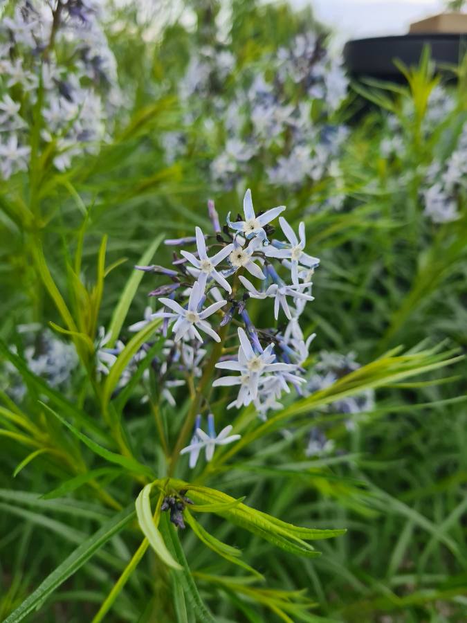 Blauwe ster plantenfoto borderpakketen