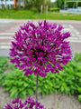 Allium klant foto