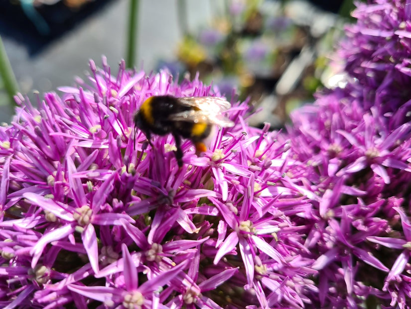 Allium bloem