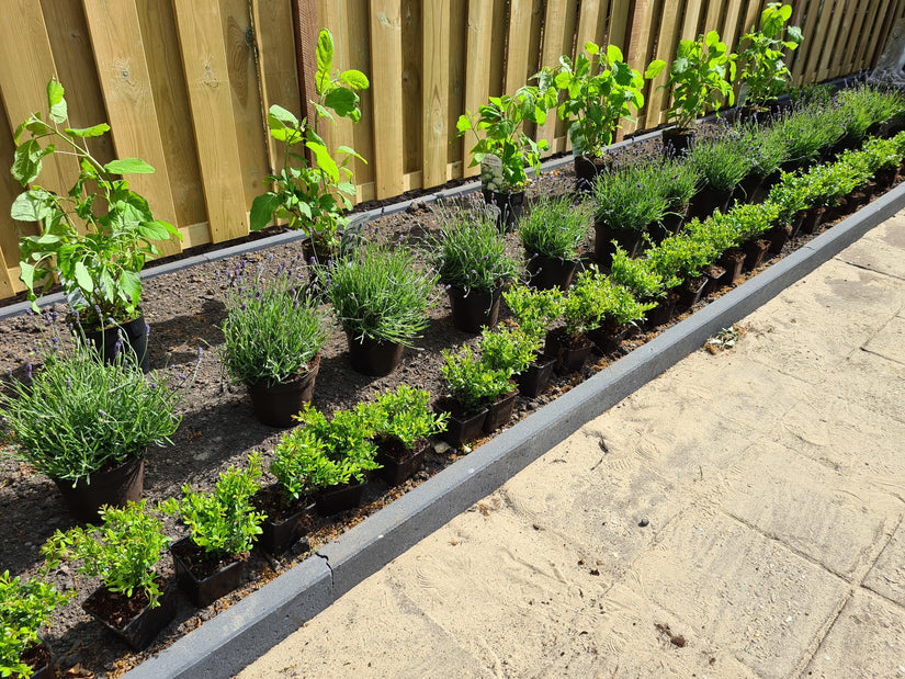 mooi pakket border lavendel