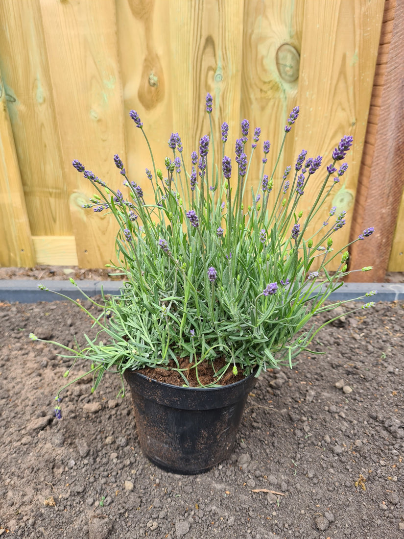 P17 potmaat lavendel hidcote