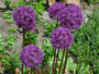 allium bloemen