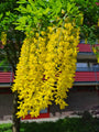 de tros bloemen van de goudenregenboom