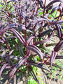 Pestemon slangenkop digitalis 'Husker Red'