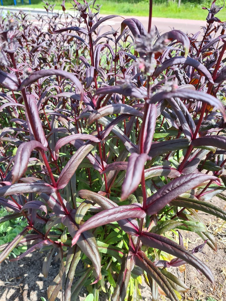 Pestemon slangenkop borderplanten