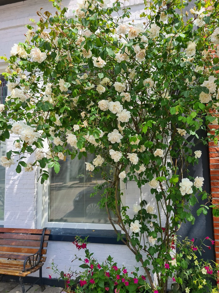 Klimrozen wit kopen yarinde tot aan de tuin geleverd