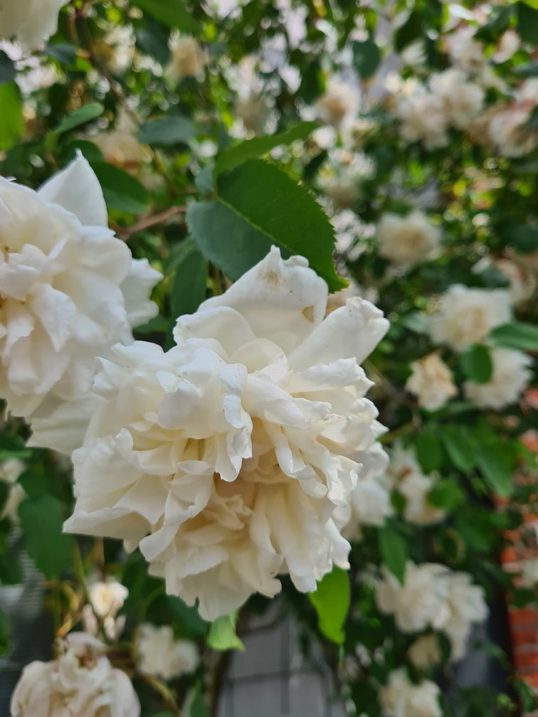 Schitterende klimrozen bloei wit bloemen geuren rozen