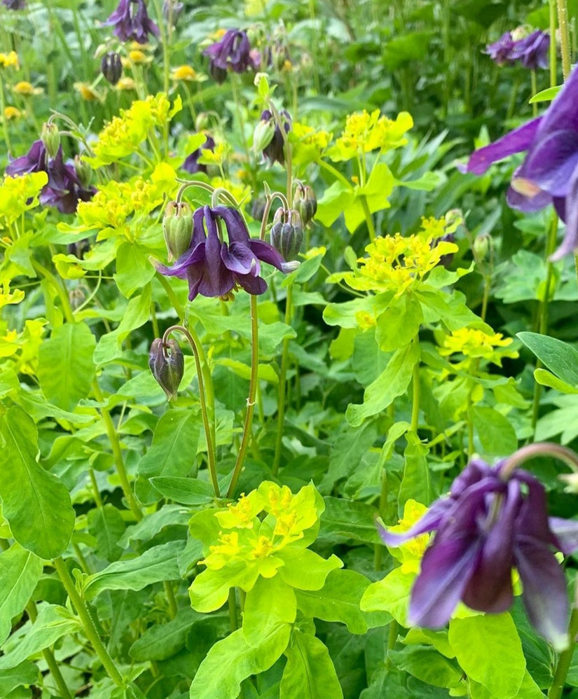 Akelei tuinplanten paars kleibodem