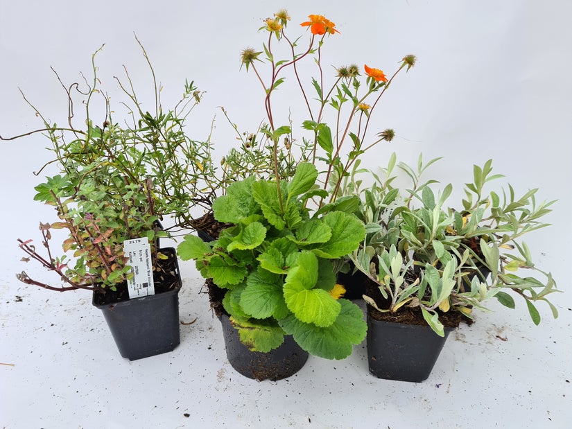 Oranje blauw borderpakket kant en klare tuinplanten pakket