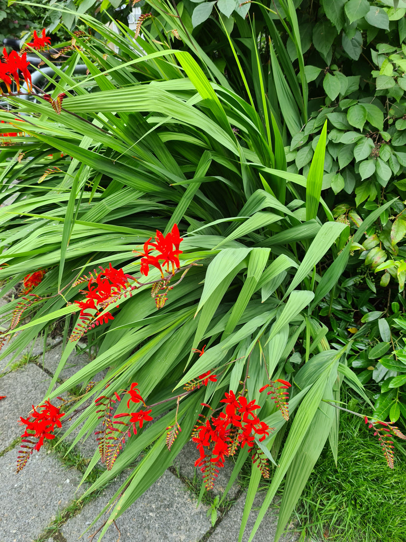 borderpakketten rood bloeiende vaste plant