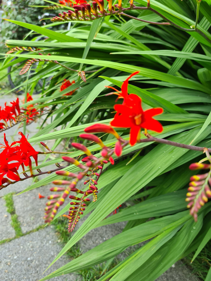 Rood bloemen vaste planten border