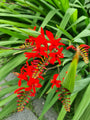 tuinplanten rood montbretia 