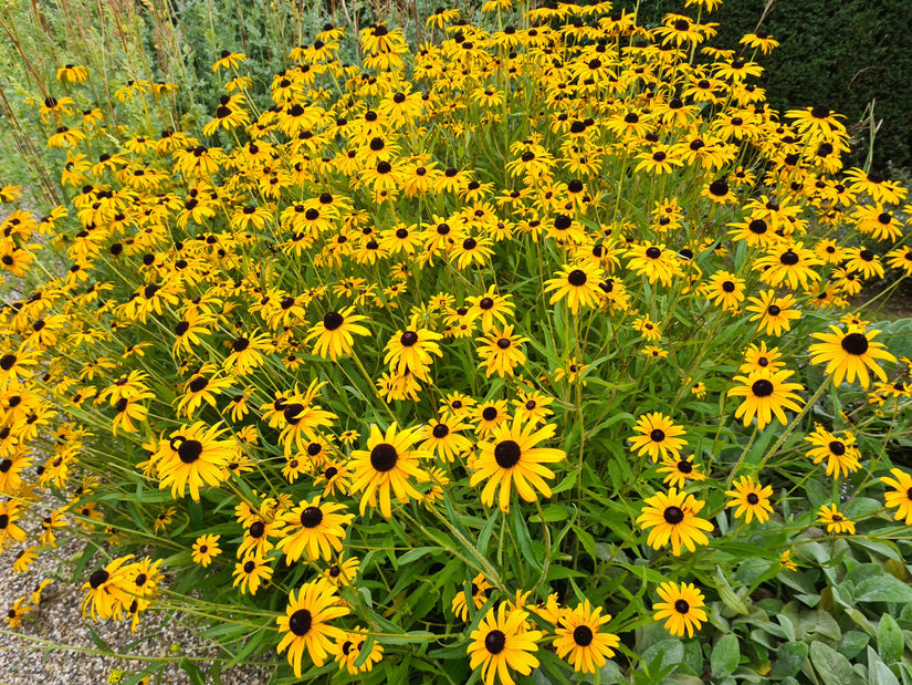 Rudbeckia geelbloeiende border