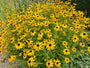 Rudbeckia geelbloeiende border