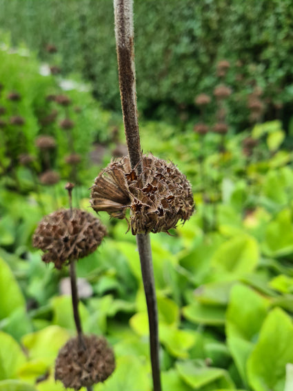 brandkruid prachtige tuinplanten border pakket