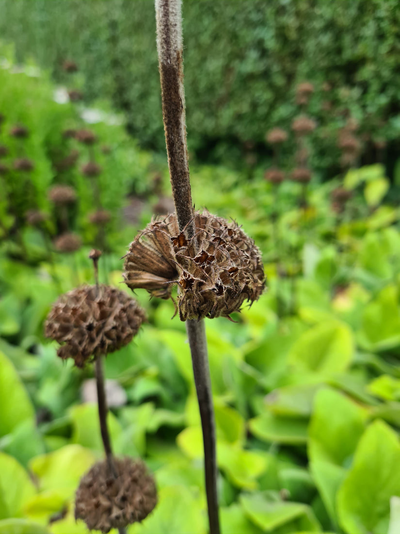 Brandkruid tuinplanten september