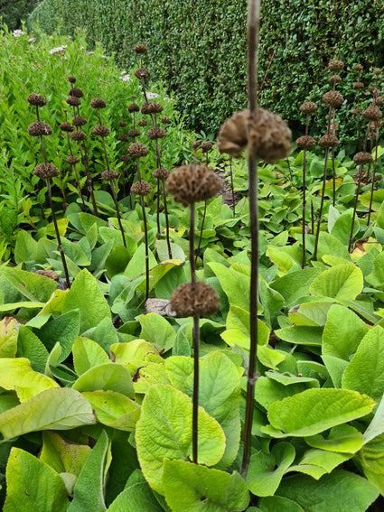 brandkruid tuinplanten vaste planten winterbeeld