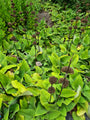 tuinplanten vaste planten borderbeplanting