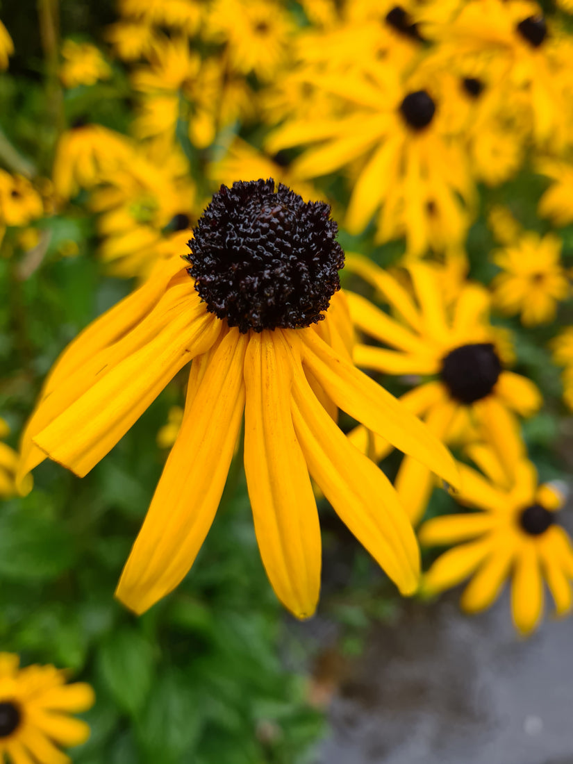 Rudbeckia geel bloeiende borderplanten