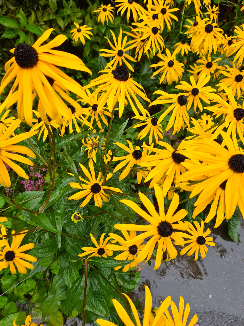 Rudbeckia geel bloeiende border tuin