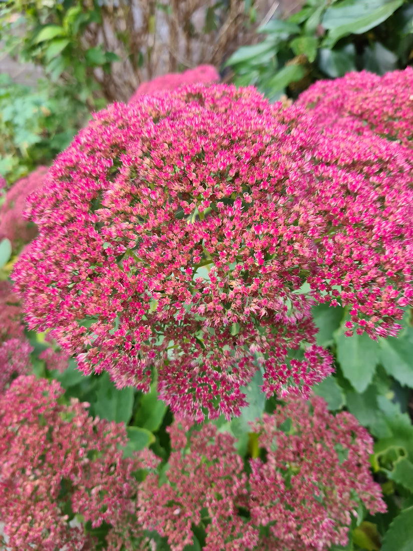 Roze hemelsleutel vetkruid borderplanten tuinplanten