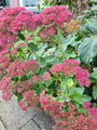 Hemelsleutel sedum vetkruid tuinplanten borderbeplanting