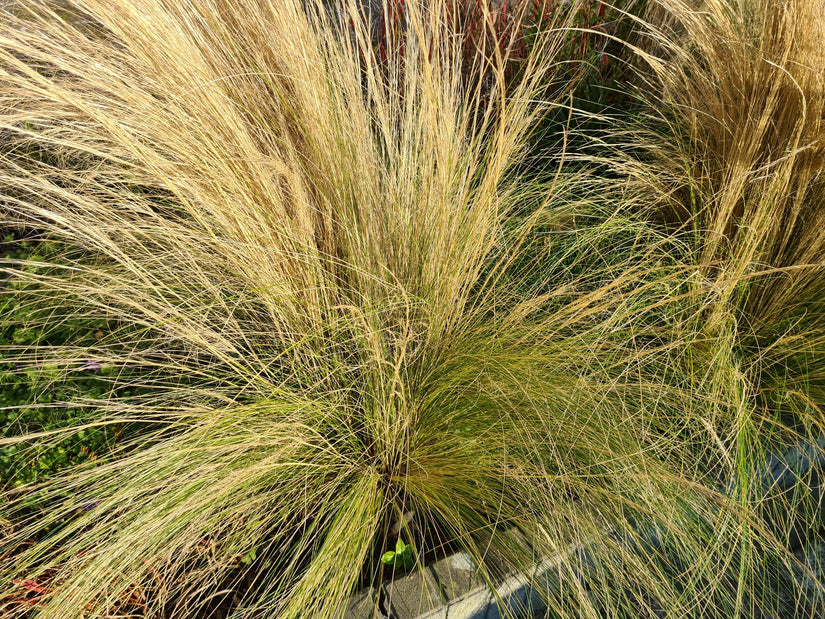 stipa vedergras tuinplanten