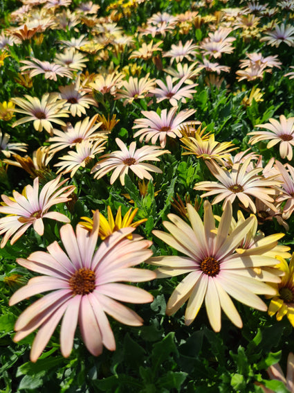 Roze Osteospermum